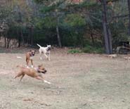 Running Free