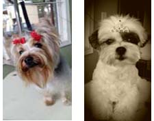 Yorkie and Foster