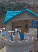 Dog in Castle Turret