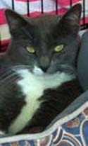 Cat Boarder