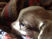 Foster Dog