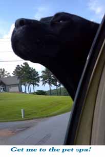 Black Lab in Car