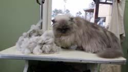 Groomed Cat Image