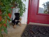 Puppy