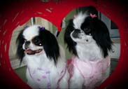 Valentine Cuties
