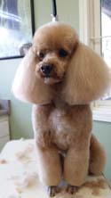 Pretty Poodle